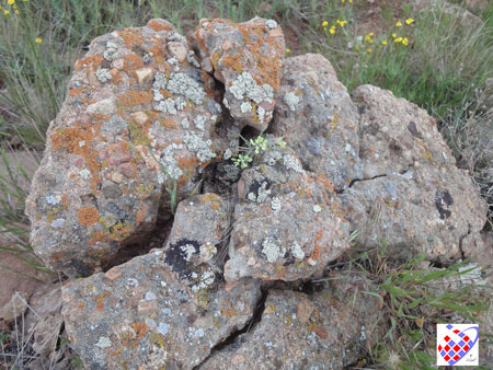 Eynali Flower -گل های عینالی